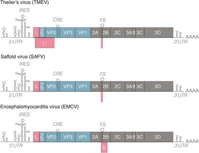 Innate Immune Detection of Cardioviruses and Viral Disruption of Interferon Signaling